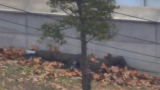 Photo: Dramatic video shows escape, shooting of N. Korean defector