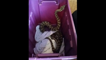 Photo: ${params.title}