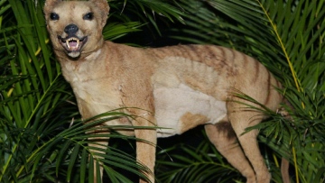 Photo: ${params.title}