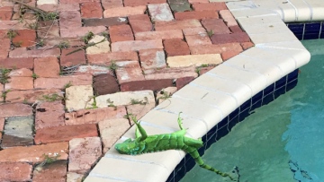 Photo: ${params.title}