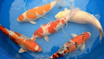 Photo: ${params.title}