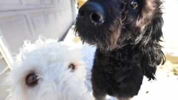 Photo: ${params.title}