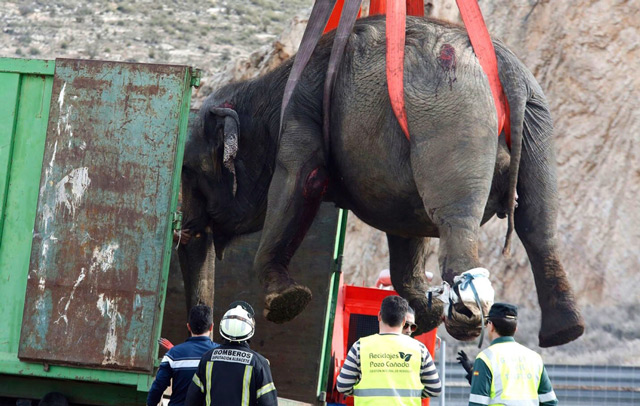 Spanish circus truck tips over, kills 1 elephant, injures 4 - News -  Emirates24|7