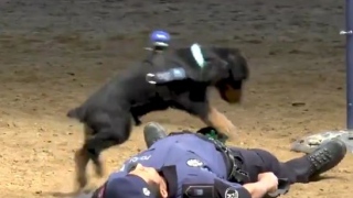 Photo: Police dog in Spain appears to perform CPR on partner