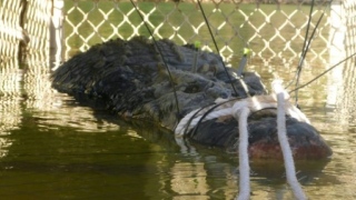 Photo: Australia monster croc caught after eight-year hunt