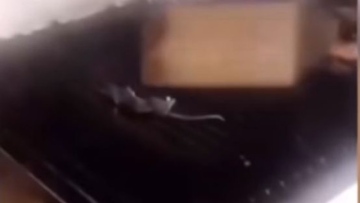 Photo: ${params.title}