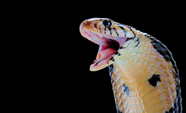 New snake species discovered in another snake's belly