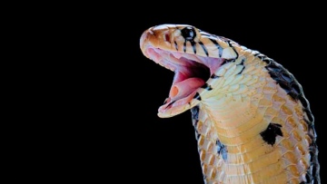 Photo: ${params.title}