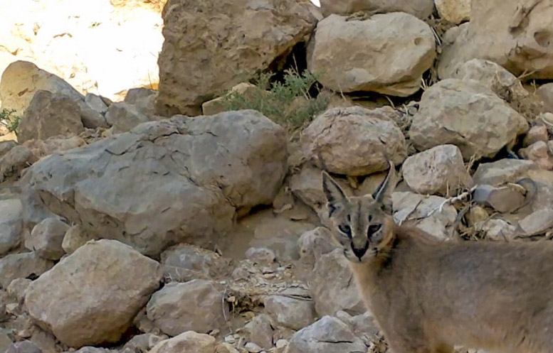 Arabian Caracal sighted in Abu Dhabi for first time in 35 years - News