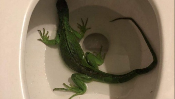 Photo: ${params.title}