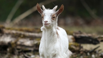 Photo: ${params.title}