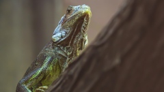 Photo: Al Ain Zoo offers specialised care to lizards population