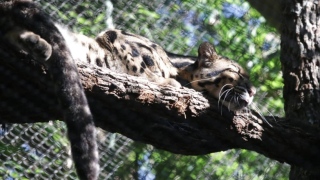 Photo: Police join search for missing clouded leopard at Dallas Zoo