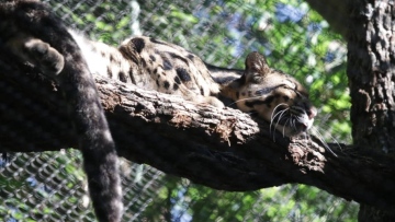 Photo: Police join search for missing clouded leopard at Dallas Zoo