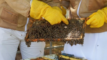Photo: ADAFSA launches ambitious programme for sustainable beekeeping and honey production in Abu Dhabi