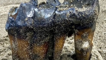 Photo: ${params.title}