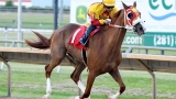 Photo: Texas to host Al Wathba Stallions Cup race tomorrow