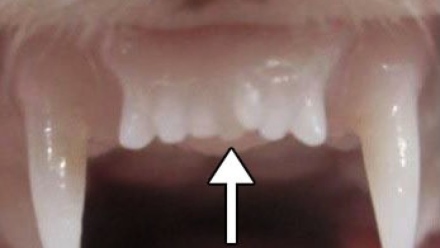 Photo: New drug from Japan could revolutionize dental care by regrowing teeth