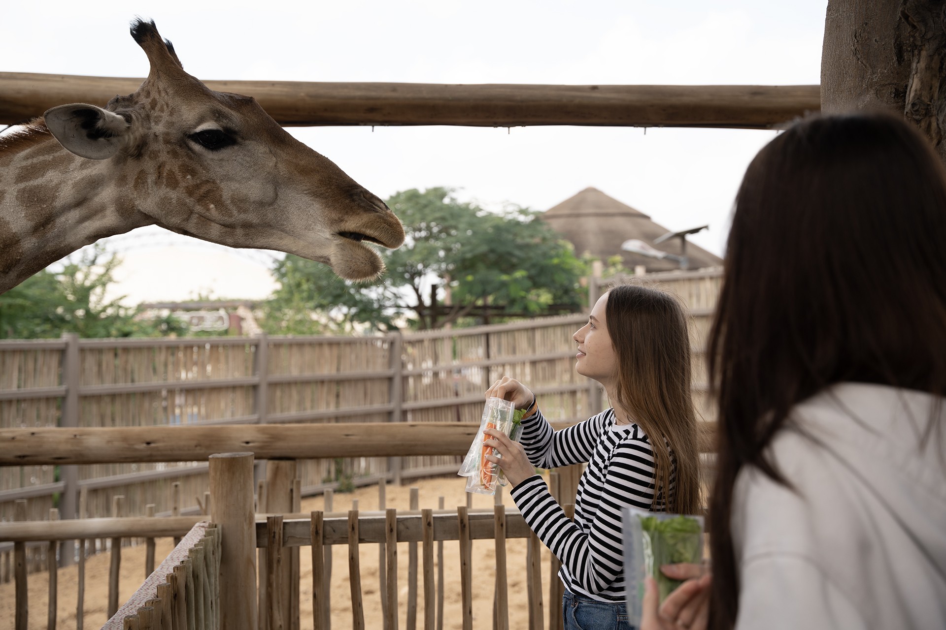 safari park dubai is open