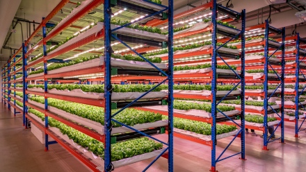 Photo: - Emirates Flight Catering fully acquires Bustanica, the world’s largest indoor vertical farm