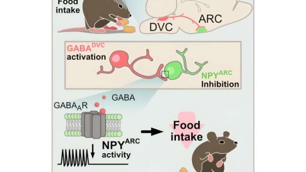 Photo: Study: The key to combating obesity may lie within the brain