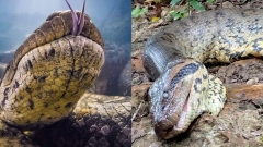 Photo: A month after its discovery, the largest snake in the world was shot dead in the Amazon