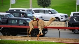 Photo: Mohammed bin Rashid attends final day of Al Marmoom Heritage Festival for Camel Racing