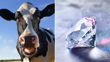 Photo: Inventor of the iPod Turns Cow Burps into Diamonds