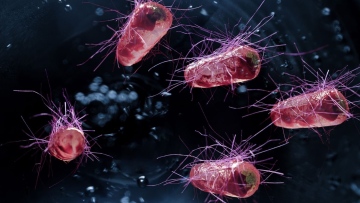 Photo: British scientists develop new genetically modified bacterial strain