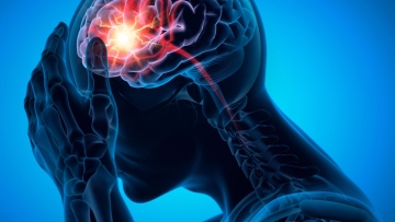 Photo: New Study in Mice Finds Stem Cell Transplants May Repair Stroke Damage