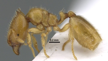 Photo: ​New to Science: Rare Ant Species Discovered in Sharjah Mountains