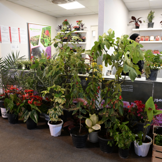 Photo: Intense Contests At Al Wathba Flower Festival in Abu Dhabi