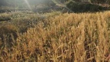 Photo: ${params.title}