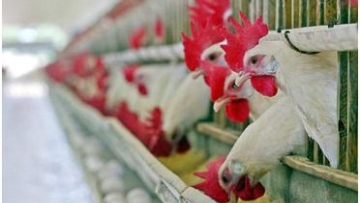 Photo: ${params.title}